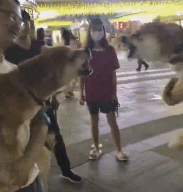 原來狗狗這六種小毛病竟是聰明的體現？你家汪中槍了嗎？