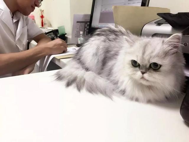 寵物治療價格高，看病不如重新買一隻，其中鏟屎官經歷了什麼？