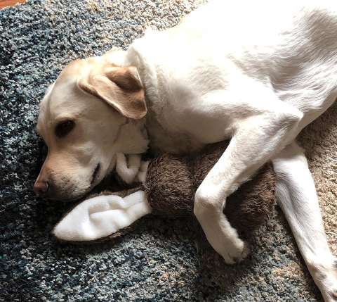 主人感謝服務犬「生日禮給牠自己挑」　牠懂事一咬：要這個～  