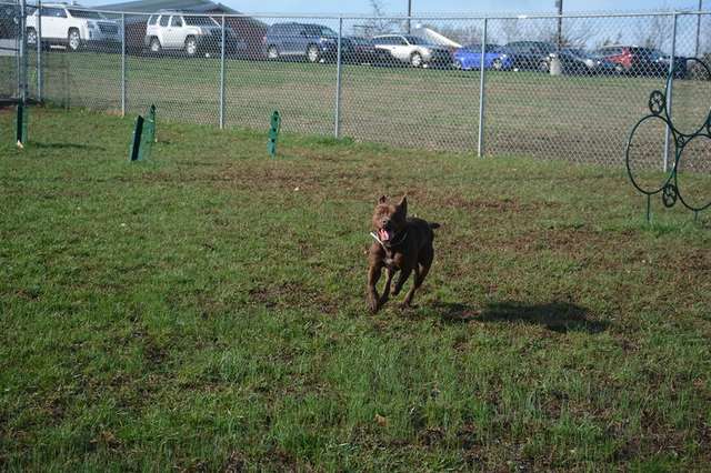 收容所203隻動物被領養「只剩牠一隻」　呆萌汪愣在原地：我的家人呢？ 