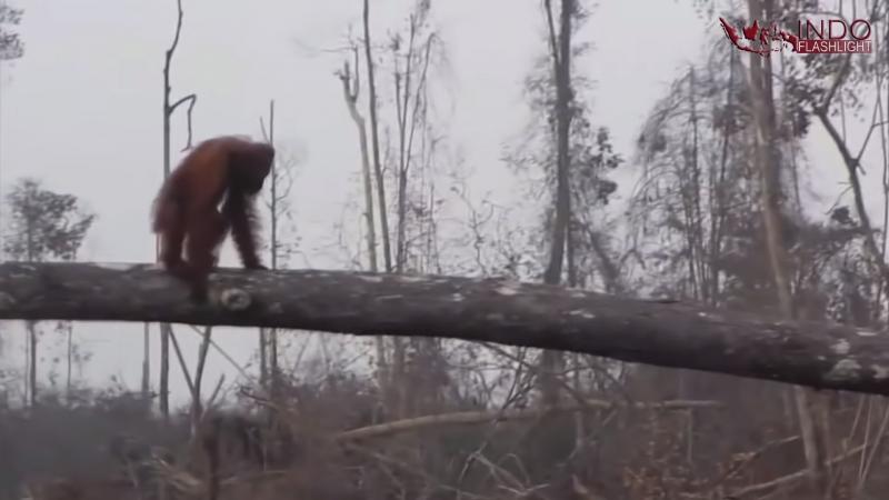 捍衛最後的家！　紅毛猩猩「悲舉雙手」想擋推土機…結果超淚目