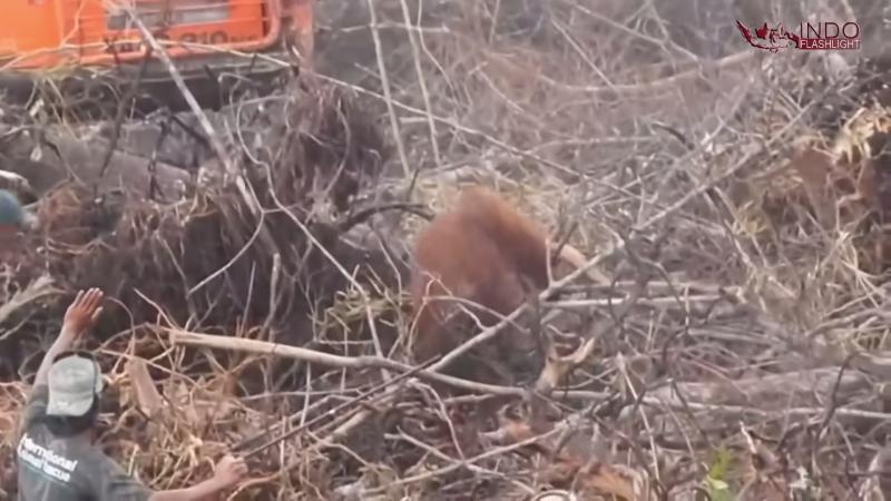 捍衛最後的家！　紅毛猩猩「悲舉雙手」想擋推土機…結果超淚目