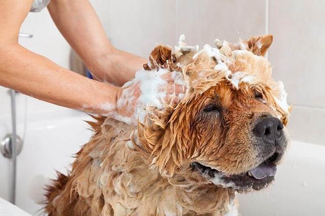 狗狗掉毛很煩人？這5個方法可以幫到你的，度過煩人掉毛季