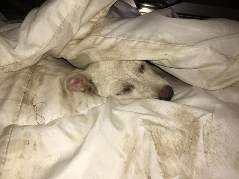 下雨天好心開門讓濕透小狗進屋　牠身體帶泥巴鑽被窩：謝謝你… 