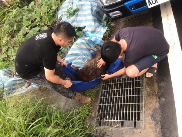 狗狗掉進5米深地基，工人用挖掘機救起，主人都沒發現狗丟了