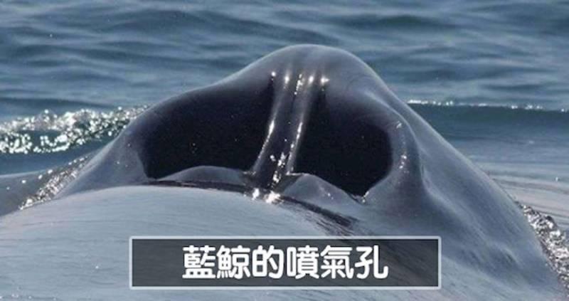 30張「刷新大家對生活物品新印象」的世界真相照