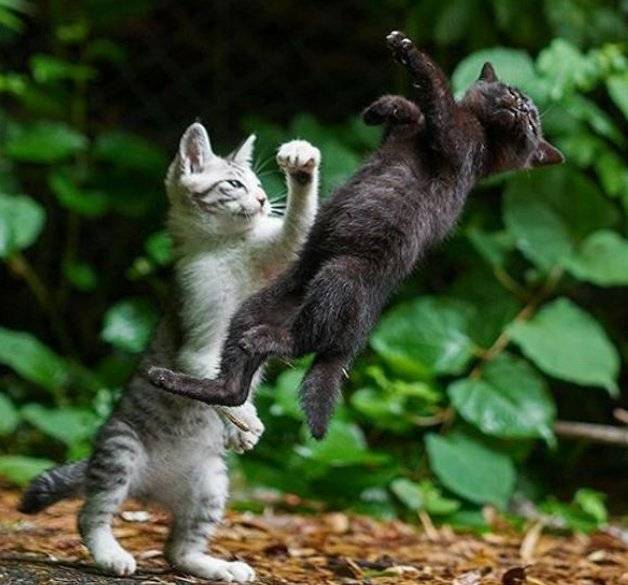 「右勾拳柴犬」大爆紅引出超能力系超萌動物，松鼠「物理、魔法」都俱備強到犯規！