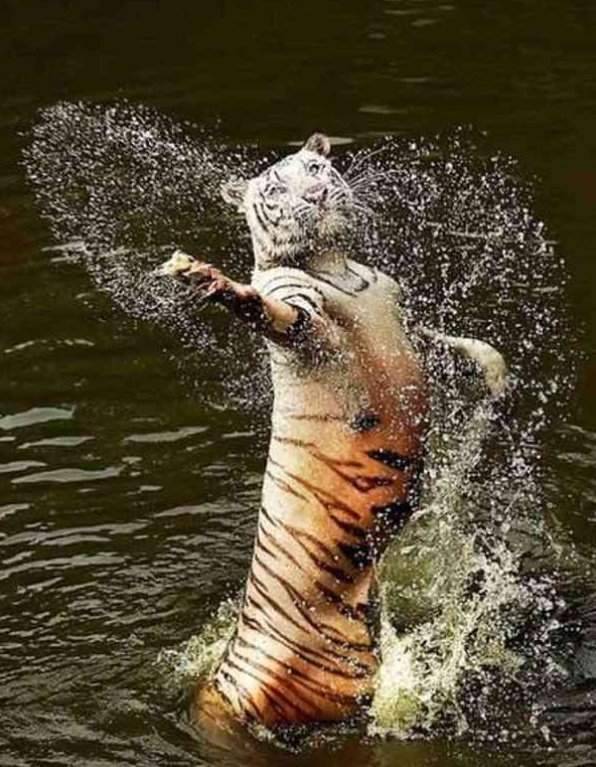 「右勾拳柴犬」大爆紅引出超能力系超萌動物，松鼠「物理、魔法」都俱備強到犯規！