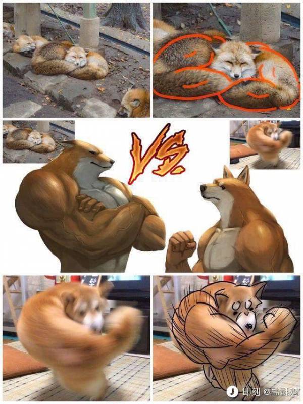 「右勾拳柴犬」大爆紅引出超能力系超萌動物，松鼠「物理、魔法」都俱備強到犯規！