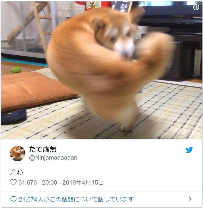 「右勾拳柴犬」大爆紅引出超能力系超萌動物　松鼠「物理、魔法」都俱備強到犯規！