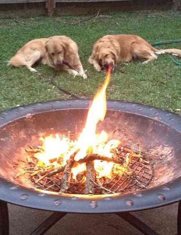 「右勾拳柴犬」大爆紅引出超能力系超萌動物　松鼠「物理、魔法」都俱備強到犯規！