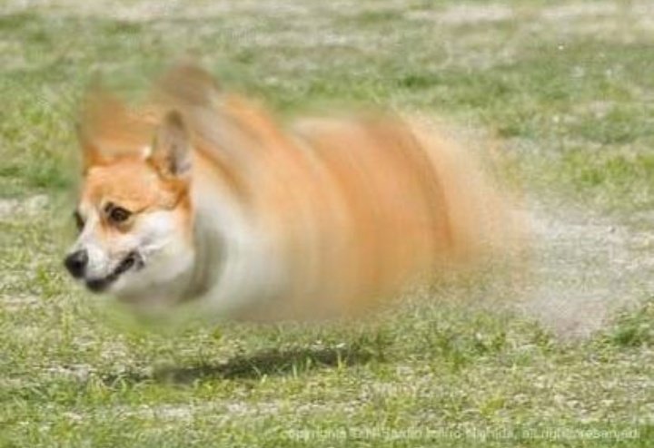 「右勾拳柴犬」大爆紅引出超能力系超萌動物　松鼠「物理、魔法」都俱備強到犯規！