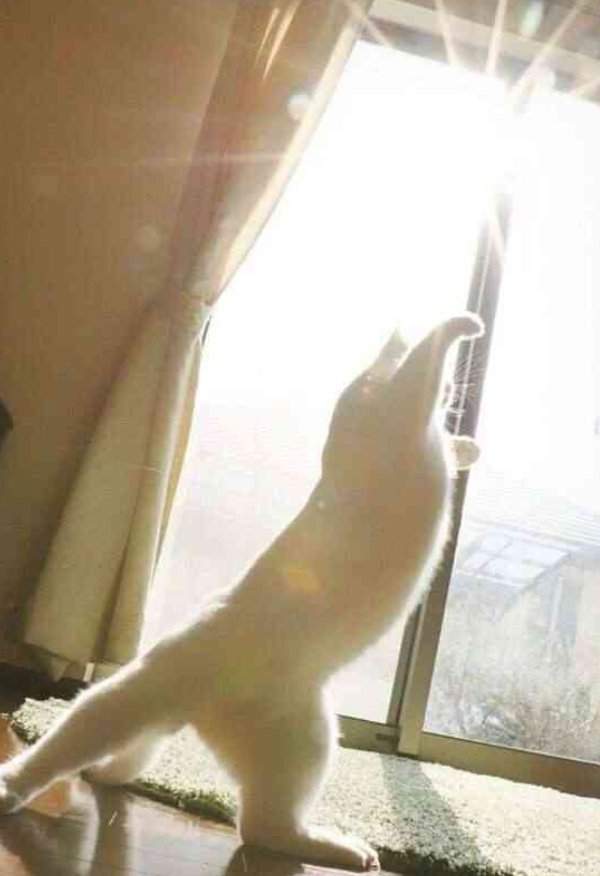 「右勾拳柴犬」大爆紅引出超能力系超萌動物　松鼠「物理、魔法」都俱備強到犯規！