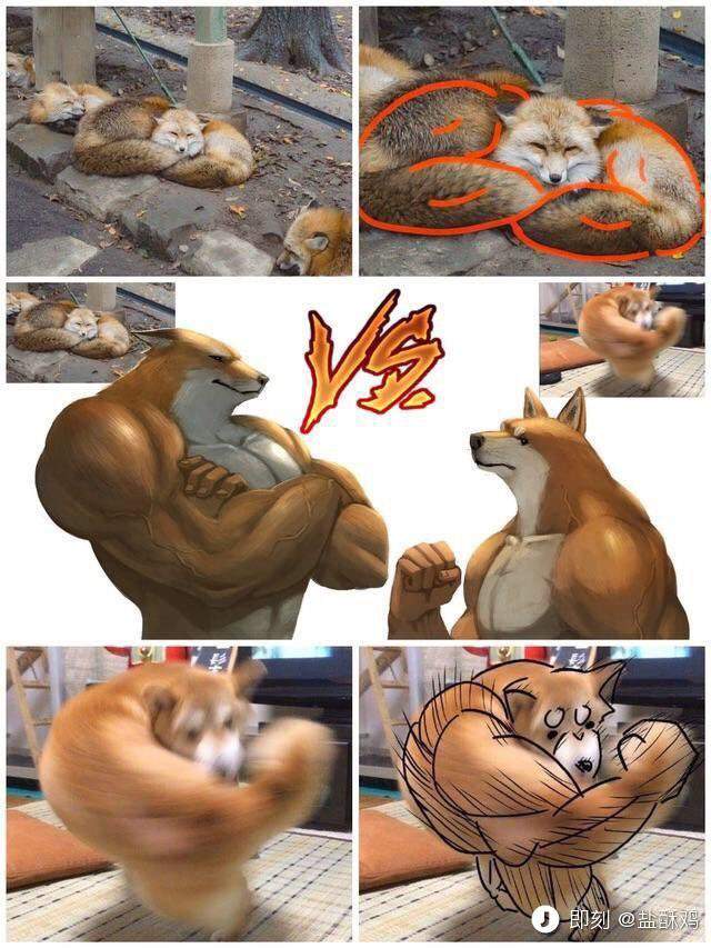 「右勾拳柴犬」大爆紅引出超能力系超萌動物　松鼠「物理、魔法」都俱備強到犯規！