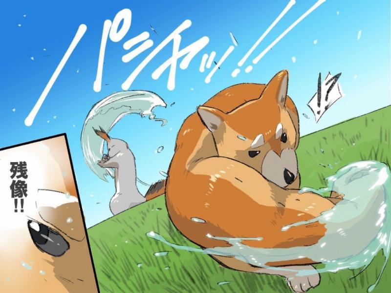 「右勾拳柴犬」大爆紅引出超能力系超萌動物　松鼠「物理、魔法」都俱備強到犯規！