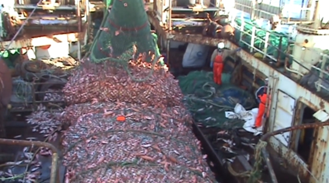 世界上最大的捕魚船：造價高達18億元，一網魚幾輩子都吃不完！ 