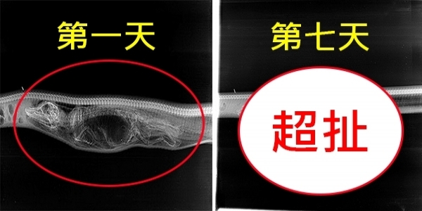 蟒蛇「吞下鱷魚」後，科學家連拍牠7天X光，沒想到才到「第3天」就嚇壞眾人！