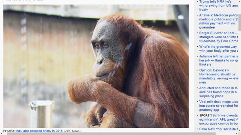 紅毛猩猩又離家出走！動物園封鎖園區 大動作就為了牠