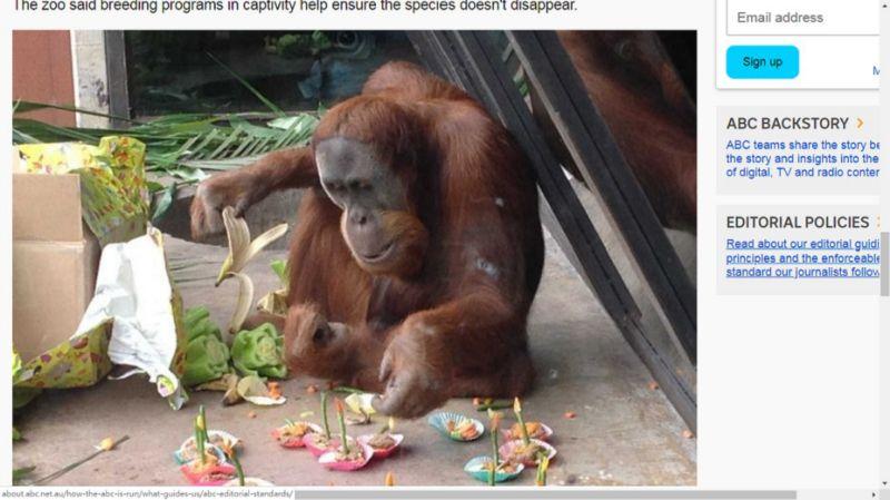 紅毛猩猩又離家出走！動物園封鎖園區 大動作就為了牠