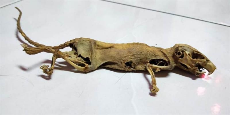 嬤櫃子發現「動物化石」網驚：迅猛龍？