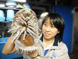 比手掌還大的「虱子」你見過嗎？生命力極強堪稱活化石！