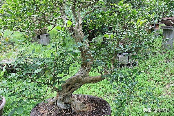 3種單幹式小品盆景蟠紮技術分享！常見風飄式、曲幹式樹形分析！