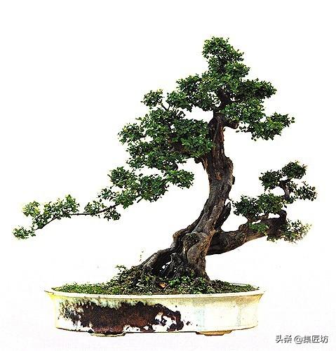 3種單幹式小品盆景蟠紮技術分享！常見風飄式、曲幹式樹形分析！