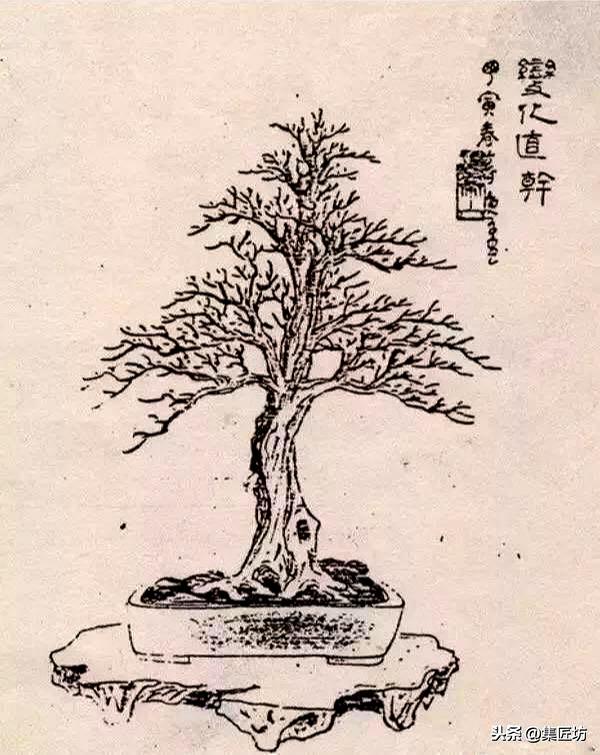 3種單幹式小品盆景蟠紮技術分享！常見風飄式、曲幹式樹形分析！