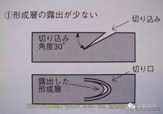 黑松老枝接穗嫁接保活要領