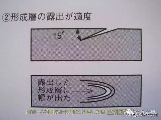 黑松老枝接穗嫁接保活要領