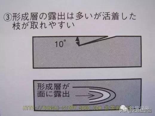 黑松老枝接穗嫁接保活要領