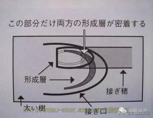 黑松老枝接穗嫁接保活要領