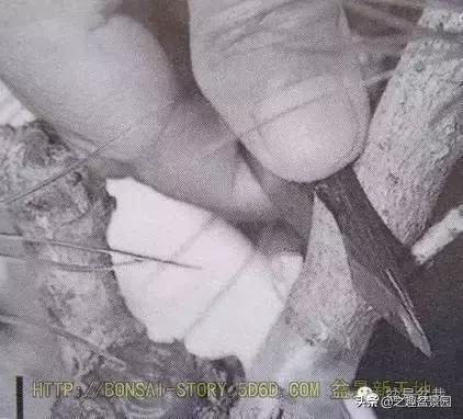 黑松老枝接穗嫁接保活要領