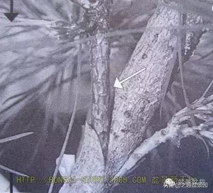 黑松老枝接穗嫁接保活要領