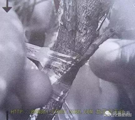黑松老枝接穗嫁接保活要領