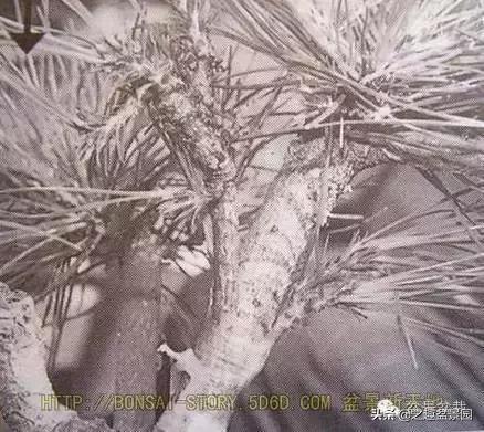 黑松老枝接穗嫁接保活要領