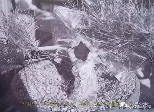 黑松老枝接穗嫁接保活要領