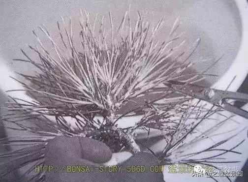 黑松老枝接穗嫁接保活要領