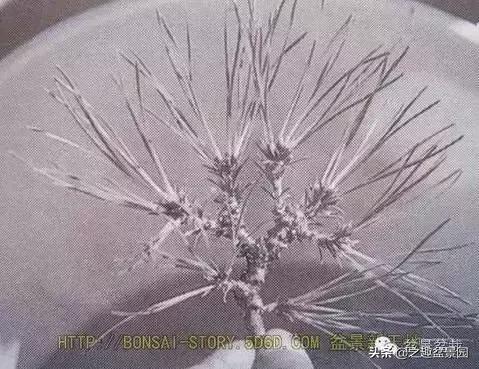 黑松老枝接穗嫁接保活要領