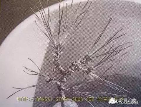 黑松老枝接穗嫁接保活要領