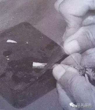 黑松老枝接穗嫁接保活要領