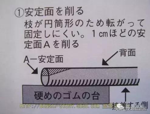 黑松老枝接穗嫁接保活要領