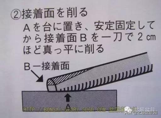 黑松老枝接穗嫁接保活要領