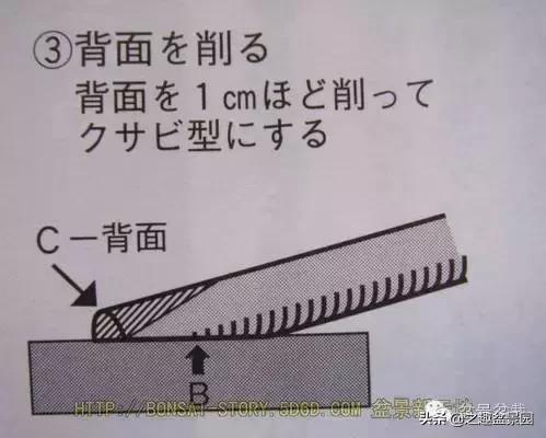 黑松老枝接穗嫁接保活要領