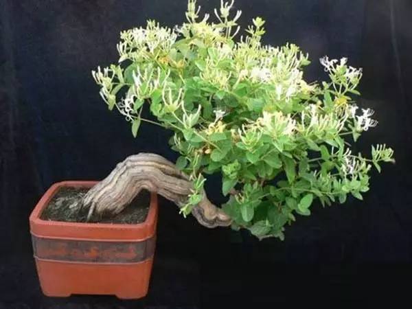 這11種花草各有療效，是天然抗生素！ 家中擺一盆，給全家人帶來健康！ 趕緊收藏