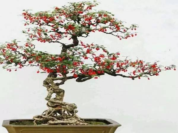這11種花草各有療效，是天然抗生素！ 家中擺一盆，給全家人帶來健康！ 趕緊收藏