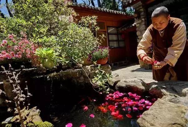 最美「尼姑庵」火了！只種花不燒香，網友驚呼：看一眼就想出家！