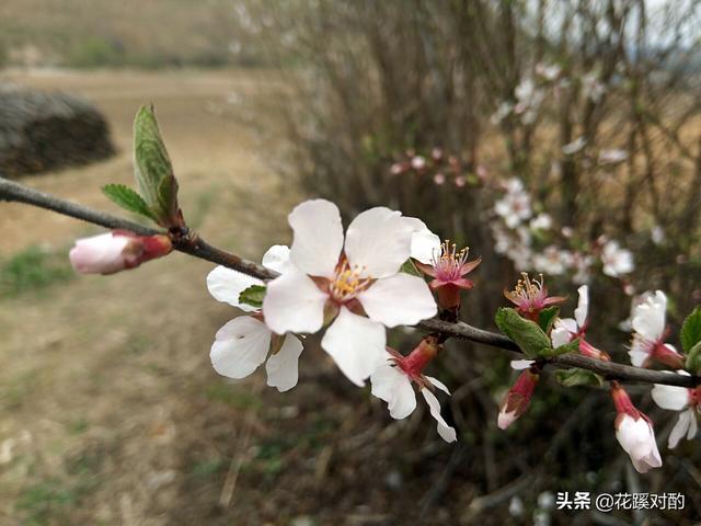 「你做我兒媳，彩禮一分沒有，不同意就別嫁」「沒關係，我嫁！」