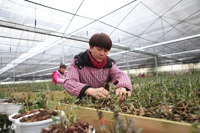 傻兒媳被婆婆趕出家門，卻苦盡甘來，一株小草改變了她的命運