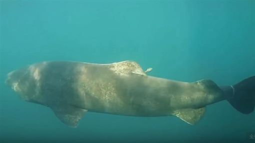 這種動物可活5百年 從明朝活到現代